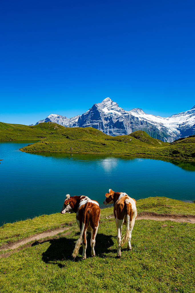 COWS IN BACHALPSEE 2 poster