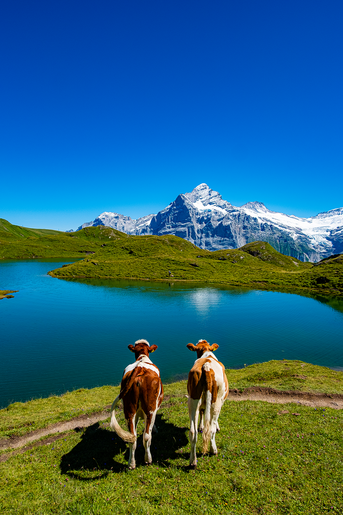 COWS IN BACHALPSEE poster